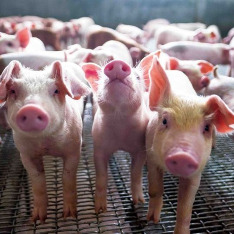 Air Filtration System for Agricultural Applications